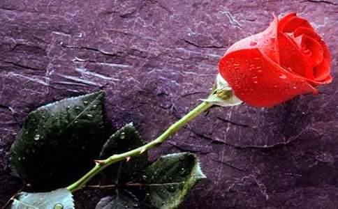 家鄉的玫瑰花作文